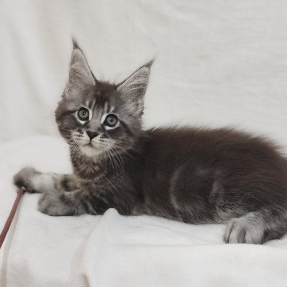 Maine Coon Drive