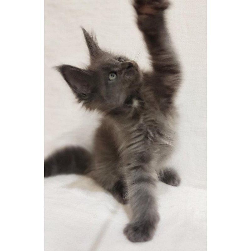 Maine Coon Dzhonik