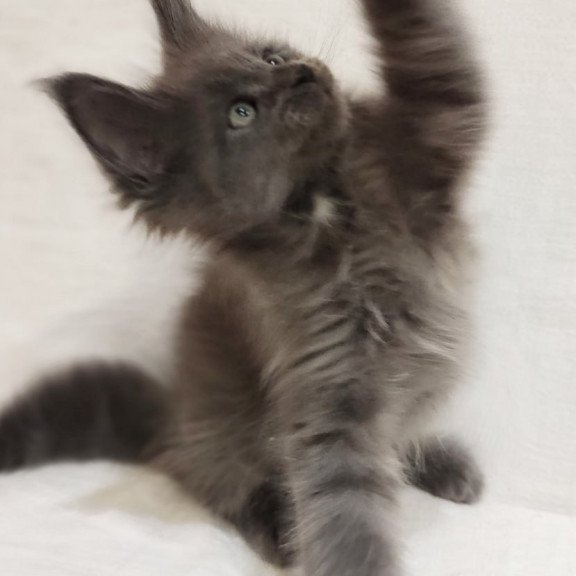 Maine Coon Dzhonik
