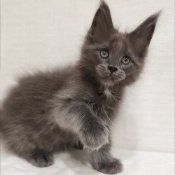 Maine Coon Dzhonik