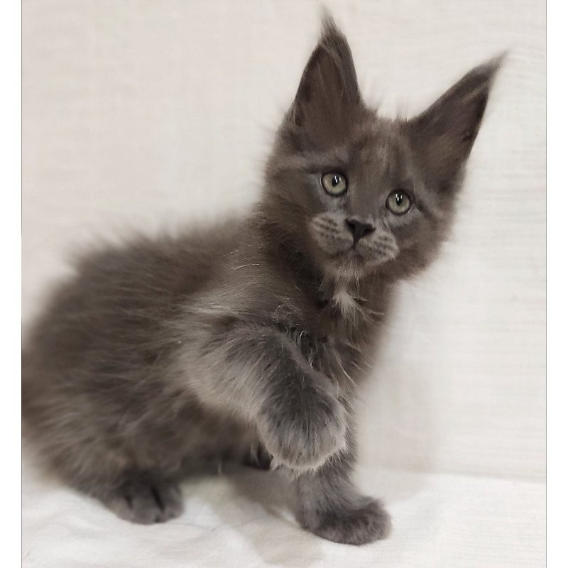 Maine Coon Dzhonik