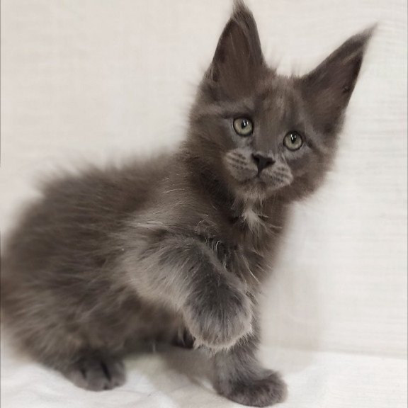 Maine Coon Dzhonik