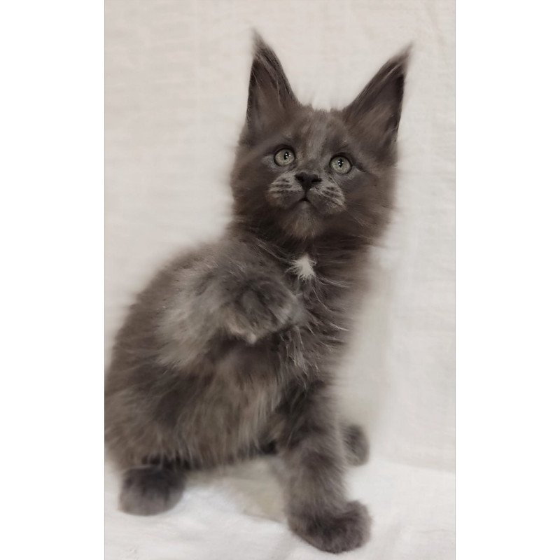 Maine Coon Dzhonik
