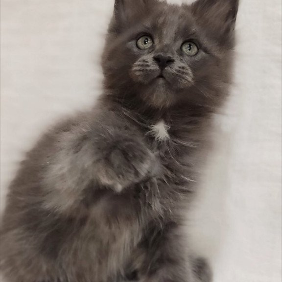 Maine Coon Dzhonik