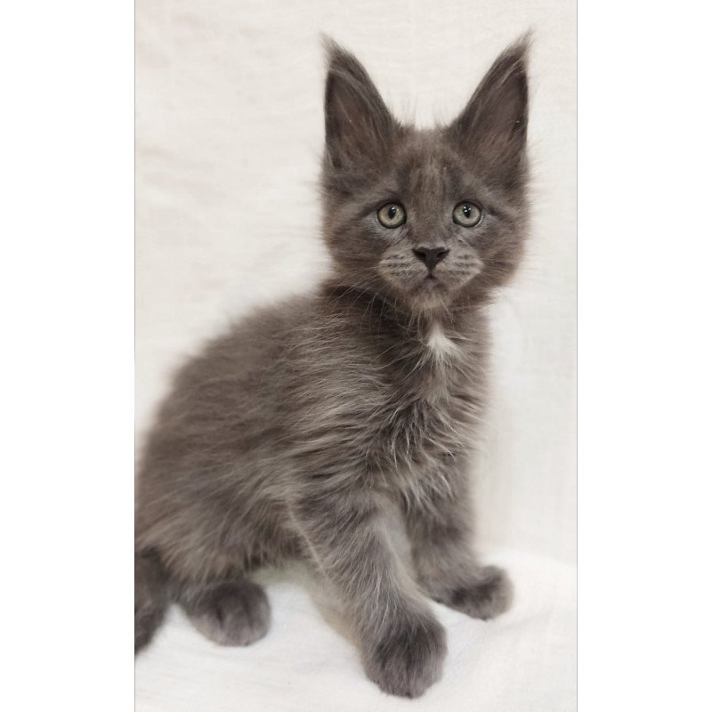 Maine Coon Dzhonik