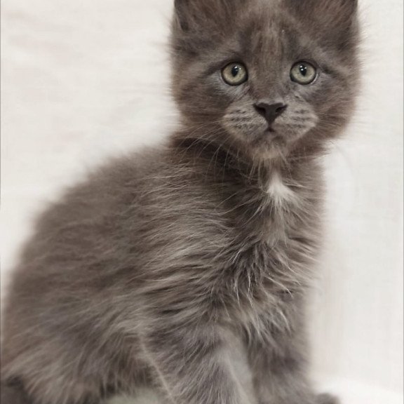 Maine Coon Dzhonik