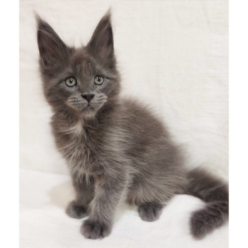 Maine Coon Dzhonik