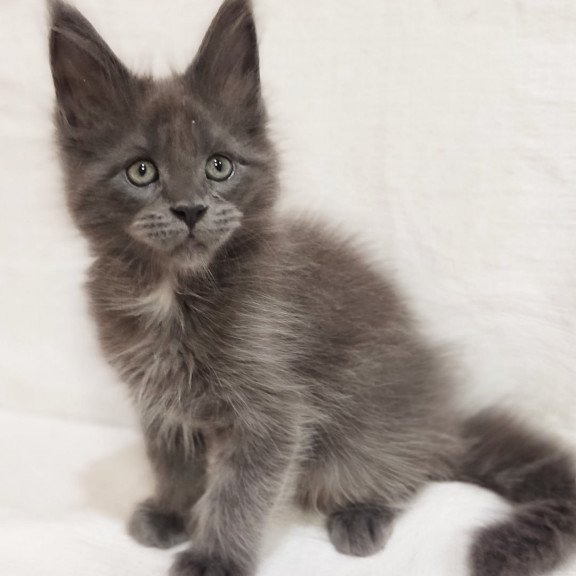 Maine Coon Dzhonik