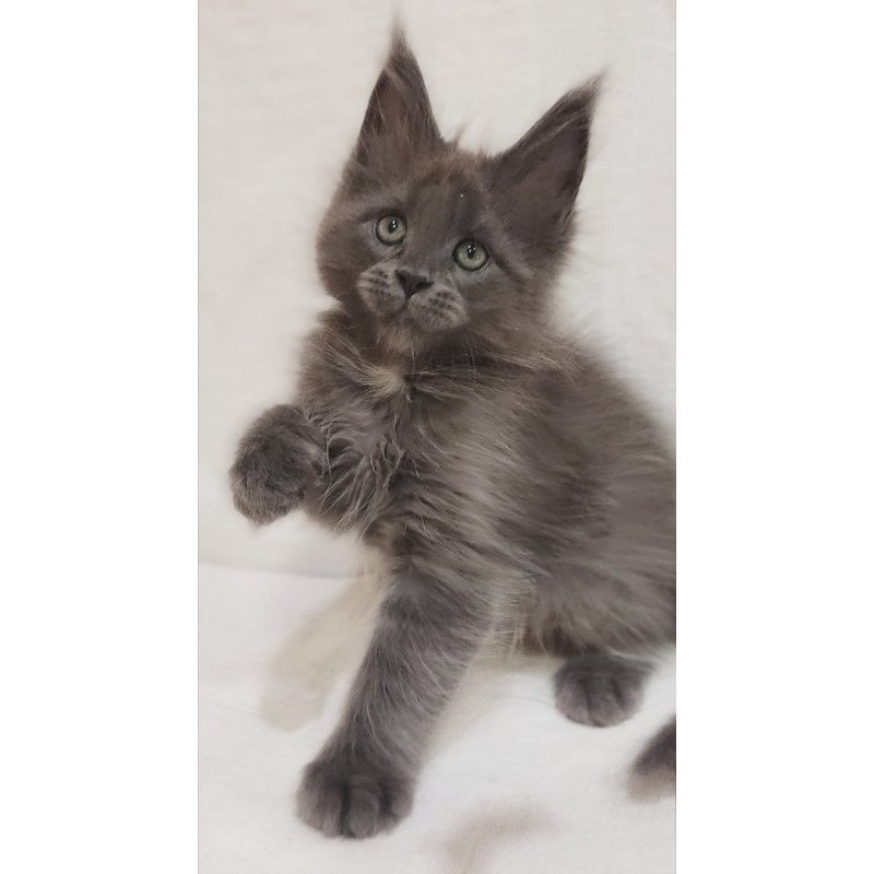 Maine Coon Dzhonik