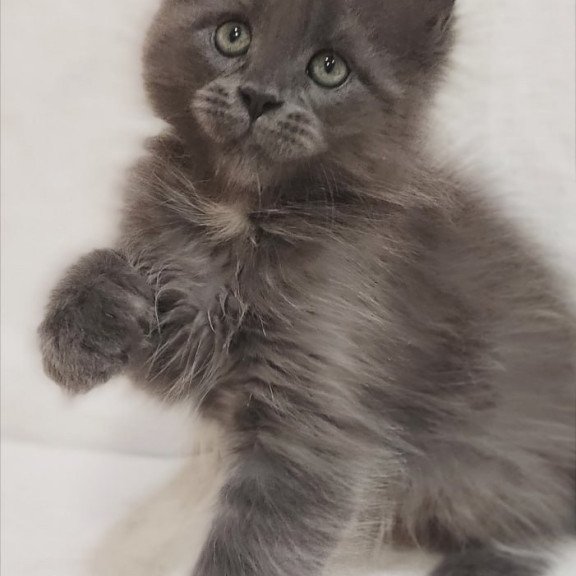 Maine Coon Dzhonik