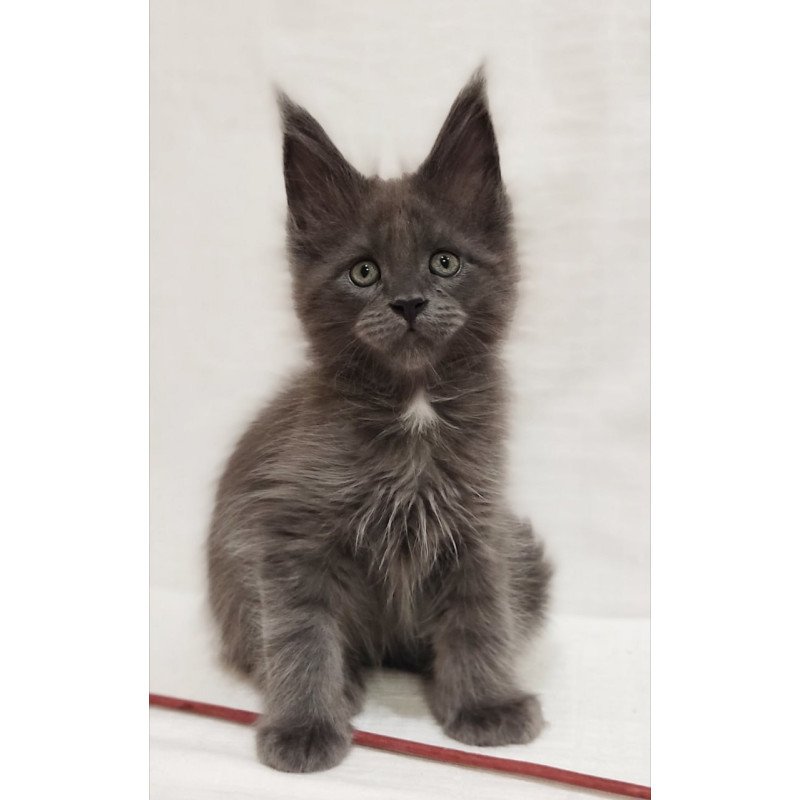 Maine Coon Dzhonik