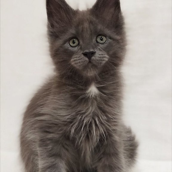 Maine Coon Dzhonik
