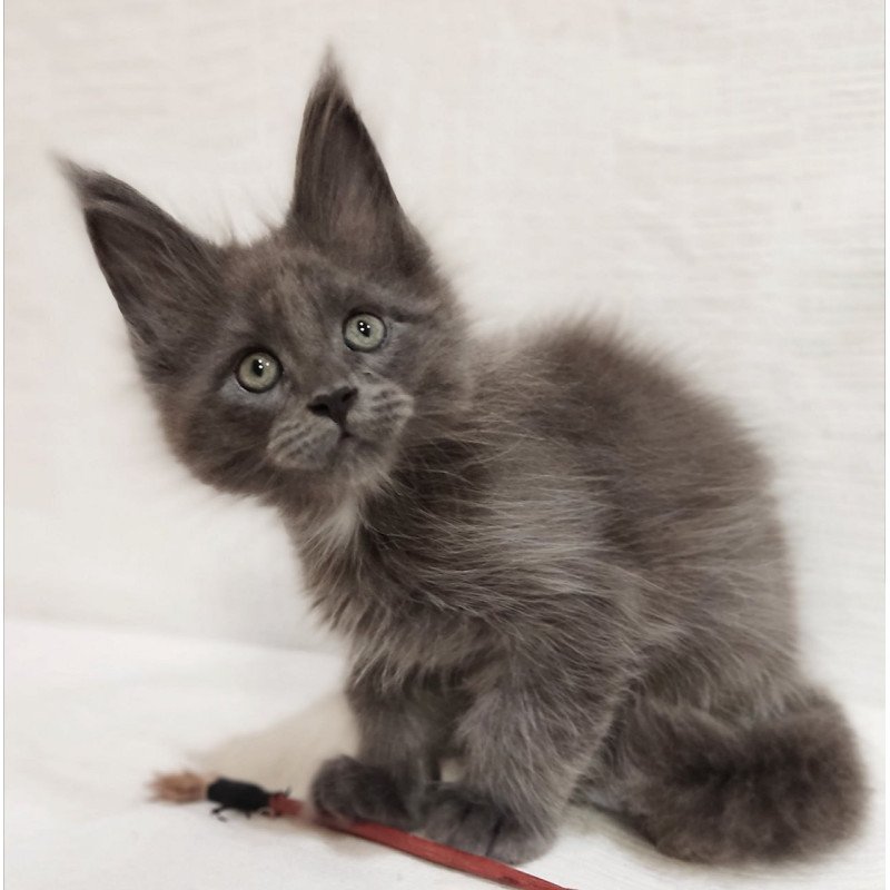 Maine Coon Dzhonik