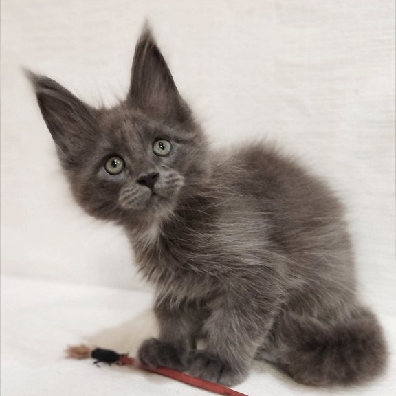 Maine Coon Dzhonik