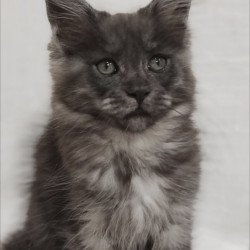 Maine Coon Dominika