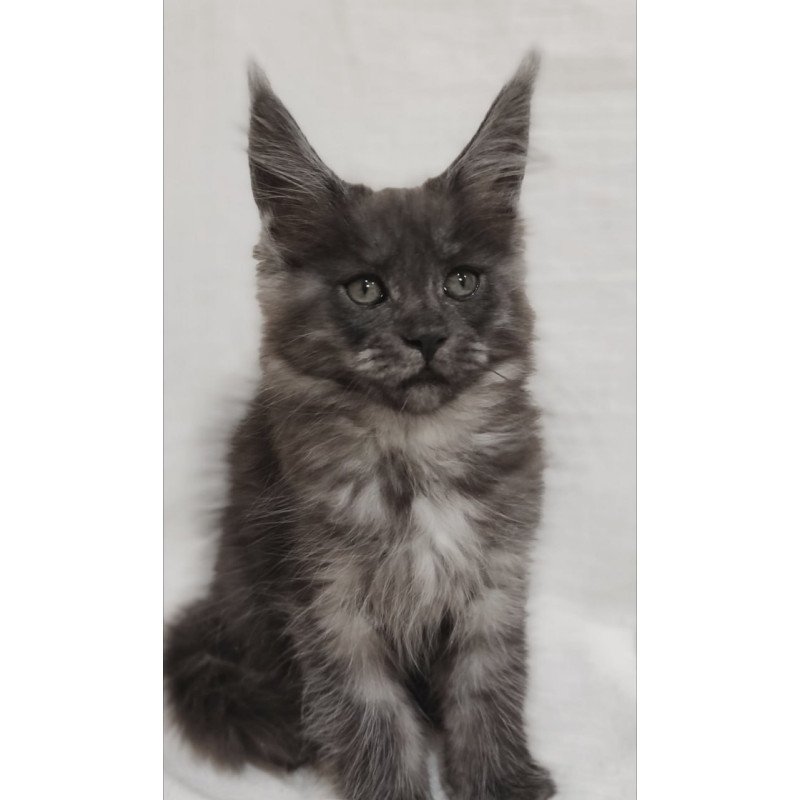 Maine Coon Dominika