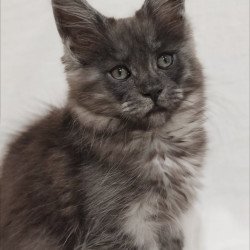 Maine Coon Dominika