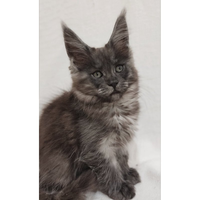 Maine Coon Dominika