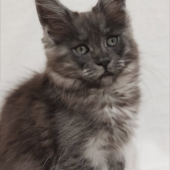 Maine Coon Dominika