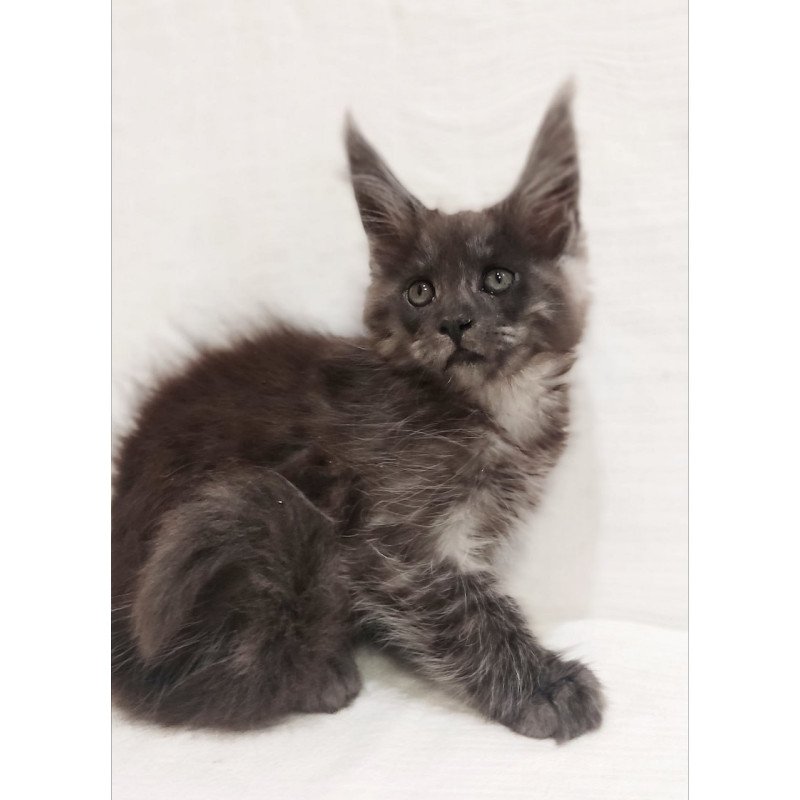 Maine Coon Dominika