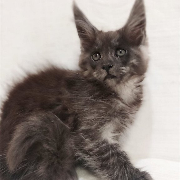 Maine Coon Dominika