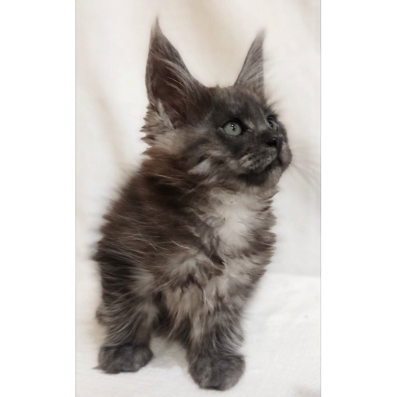 Maine Coon Dominika