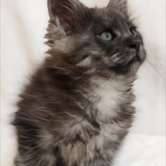 Maine Coon Dominika