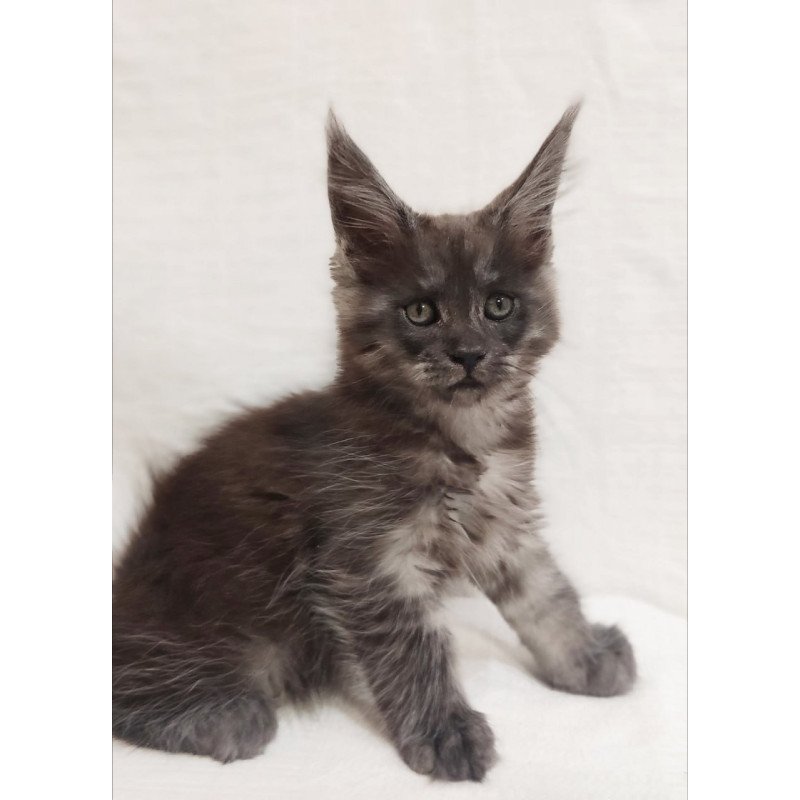 Maine Coon Dominika