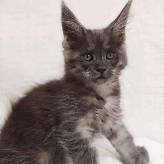 Maine Coon Dominika