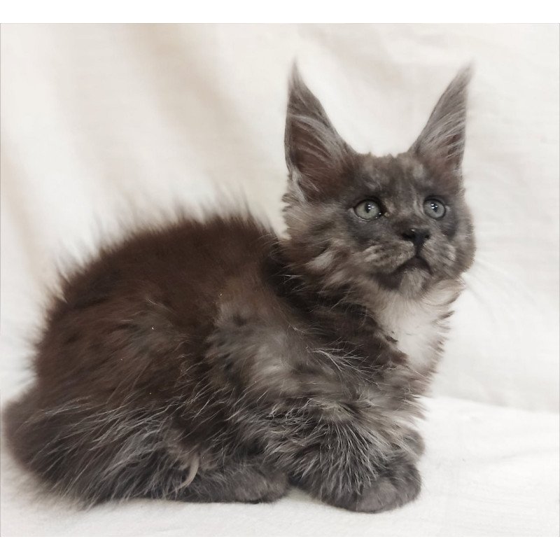 Maine Coon Dominika