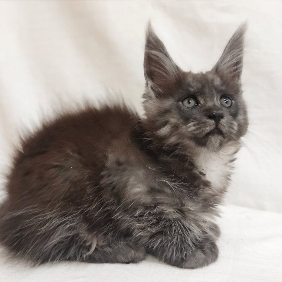 Maine Coon Dominika