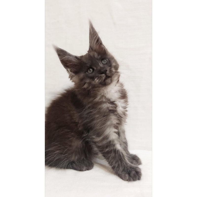 Maine Coon Dominika