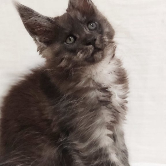 Maine Coon Dominika