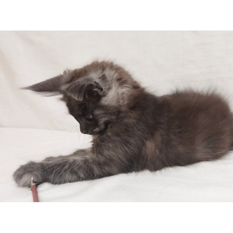 Maine Coon Dominika