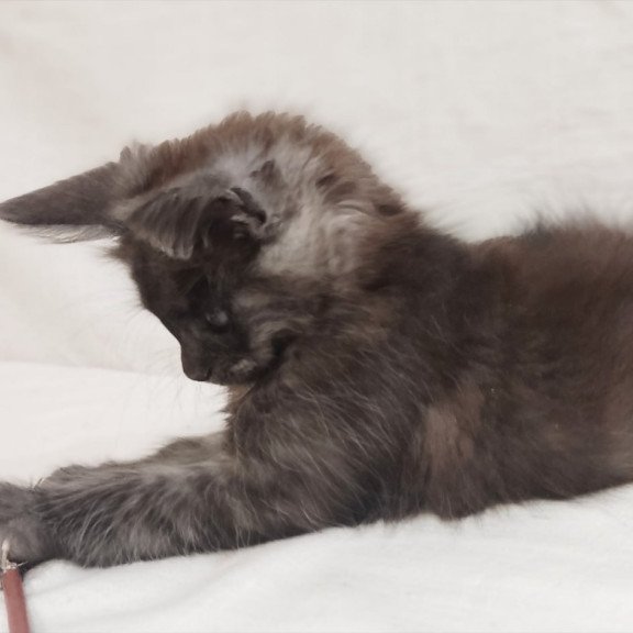 Maine Coon Dominika