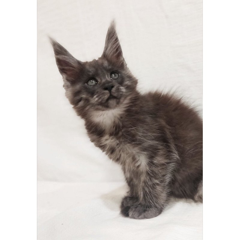 Maine Coon Dominika