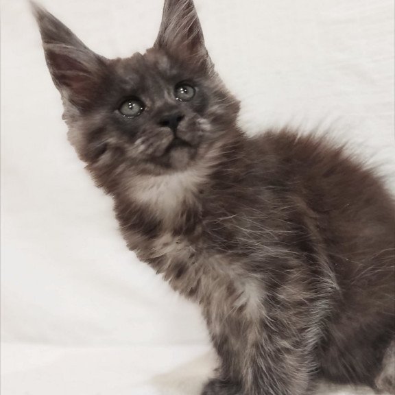 Maine Coon Dominika