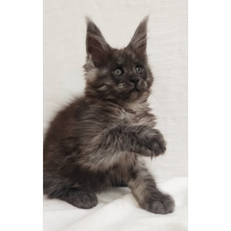 Maine Coon Dominika