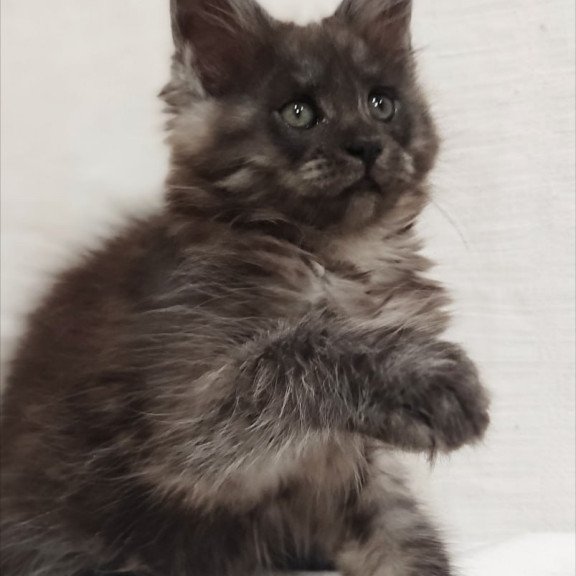 Maine Coon Dominika