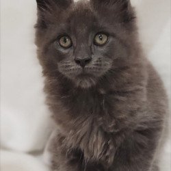 Maine Coon Dorian