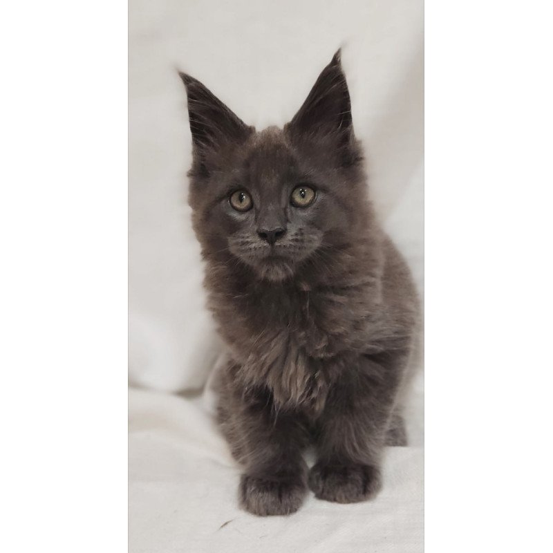 Maine Coon Dorian