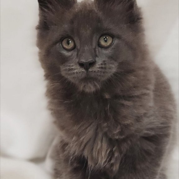 Maine Coon Dorian