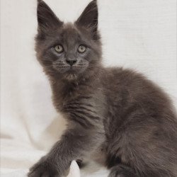 Maine Coon Dorian