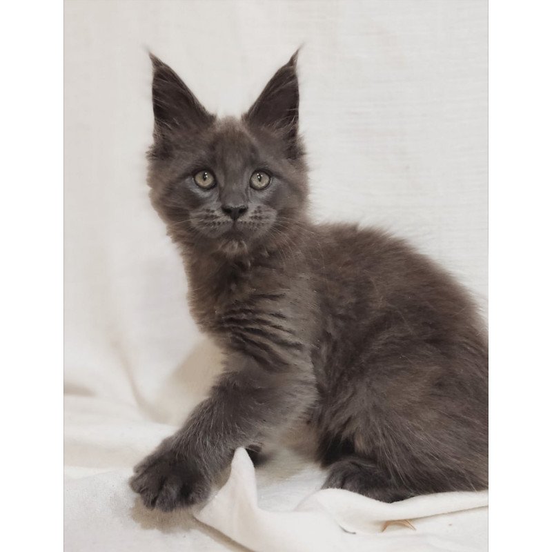 Maine Coon Dorian