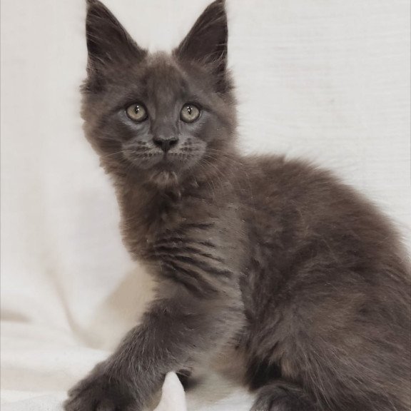 Maine Coon Dorian