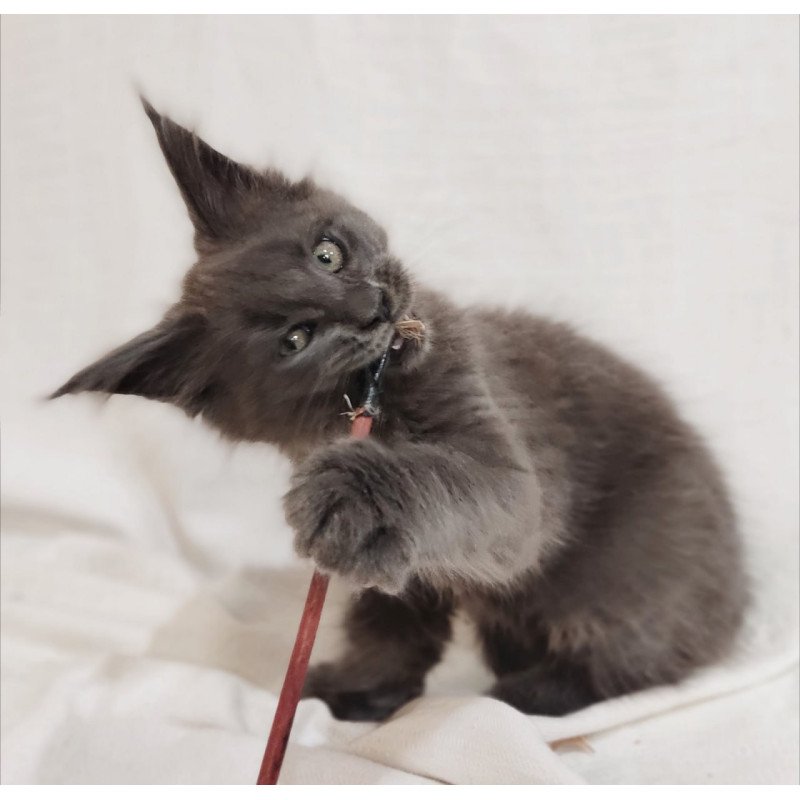 Maine Coon Dorian