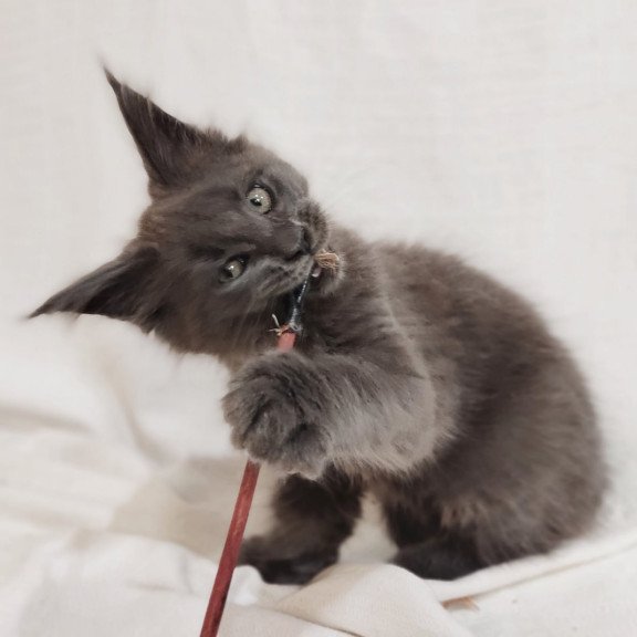 Maine Coon Dorian