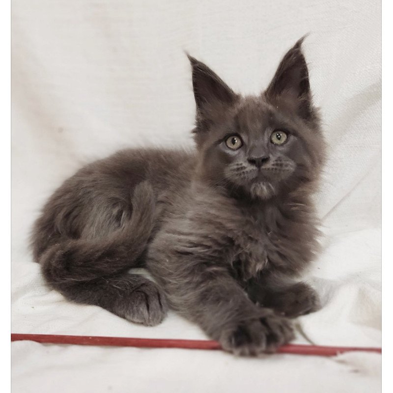 Maine Coon Dorian