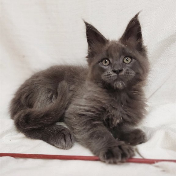 Maine Coon Dorian