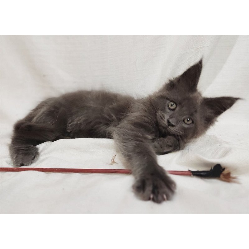 Maine Coon Dorian